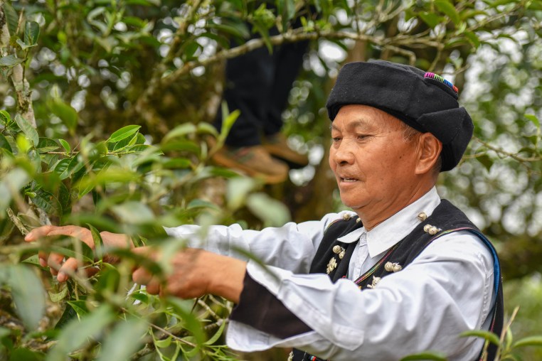 A male tea farmer picks tea leaves at a tea garden